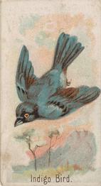 1907 Philadelphia Caramel Zoo Cards: Songbirds (E30) #NNO Indigo Bunting Front