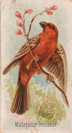 1907 Philadelphia Caramel Zoo Cards: Songbirds (E30) #NNO Madagascar Grosbeak Front