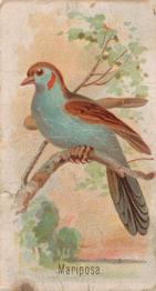 1907 Philadelphia Caramel Zoo Cards: Songbirds (E30) #NNO Mariposa Front