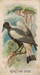 1907 Philadelphia Caramel Zoo Cards: Songbirds (E30) #NNO Piping Crow-Shrike Front