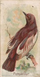 1907 Philadelphia Caramel Zoo Cards: Songbirds (E30) #NNO Pompadour Front