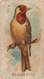 1907 Philadelphia Caramel Zoo Cards: Songbirds (E30) #NNO Red-headed Bunting Front