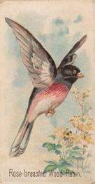 1907 Philadelphia Caramel Zoo Cards: Songbirds (E30) #NNO Rose-breasted Wood Robin Front