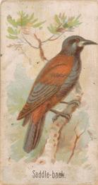 1907 Philadelphia Caramel Zoo Cards: Songbirds (E30) #NNO Saddle-back Front