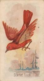 1907 Philadelphia Caramel Zoo Cards: Songbirds (E30) #NNO Scarlet Finch Front