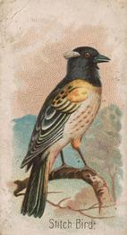 1907 Philadelphia Caramel Zoo Cards: Songbirds (E30) #NNO Stitch Bird Front