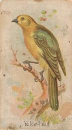 1907 Philadelphia Caramel Zoo Cards: Songbirds (E30) #NNO Yellow-Head Front
