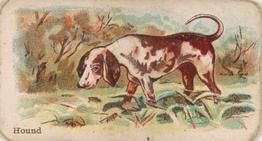 1911 Philadelphia Caramel Dog Pictures (E33) #2 Hound Front