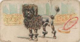 1911 Philadelphia Caramel Dog Pictures (E33) #3 Poodle Front