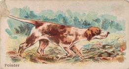 1911 Philadelphia Caramel Dog Pictures (E33) #4 Pointer Front