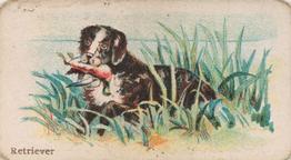 1911 Philadelphia Caramel Dog Pictures (E33) #5 Retriever Front