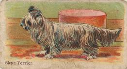 1911 Philadelphia Caramel Dog Pictures (E33) #6 Skye Terrier Front