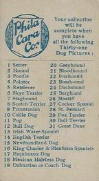 1911 Philadelphia Caramel Dog Pictures (E33) #7 Staghound Back