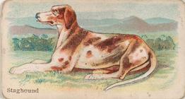 1911 Philadelphia Caramel Dog Pictures (E33) #7 Staghound Front