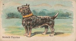 1911 Philadelphia Caramel Dog Pictures (E33) #8 Scotch Terrier Front