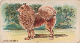 1911 Philadelphia Caramel Dog Pictures (E33) #9 Pomeranian Front