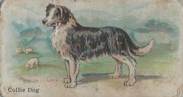 1911 Philadelphia Caramel Dog Pictures (E33) #10 Collie Dog Front