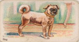 1911 Philadelphia Caramel Dog Pictures (E33) #11 Pug Front