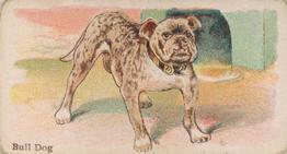 1911 Philadelphia Caramel Dog Pictures (E33) #12 Bull Dog Front