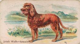 1911 Philadelphia Caramel Dog Pictures (E33) #13 Irish Water-Spaniel Front