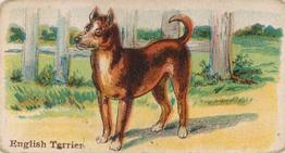 1911 Philadelphia Caramel Dog Pictures (E33) #14 English Terrier Front