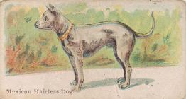 1911 Philadelphia Caramel Dog Pictures (E33) #18 Mexican Hairless Dog Front