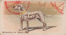 1911 Philadelphia Caramel Dog Pictures (E33) #19 Dalmation Or Coach Dog Front