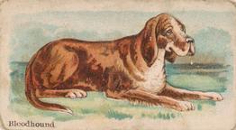1911 Philadelphia Caramel Dog Pictures (E33) #21 Bloodhound Front