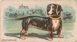 1911 Philadelphia Caramel Dog Pictures (E33) #24 Dachshund Front