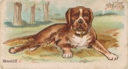1911 Philadelphia Caramel Dog Pictures (E33) #26 Mastiff Front