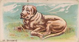 1911 Philadelphia Caramel Dog Pictures (E33) #28 St. Bernard Front