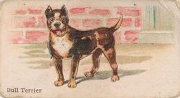 1911 Philadelphia Caramel Dog Pictures (E33) #30 Bull Terrier Front