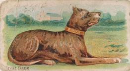 1911 Philadelphia Caramel Dog Pictures (E33) #31 Great Dane Front