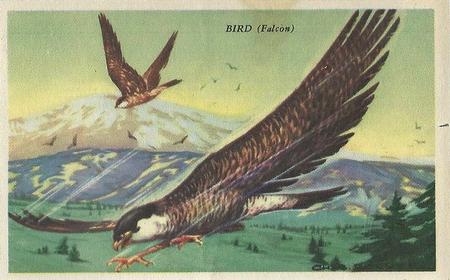 1941 Gordon's Bread Speed Pictures (D39-8) #NNO Bird (Falcon) Front
