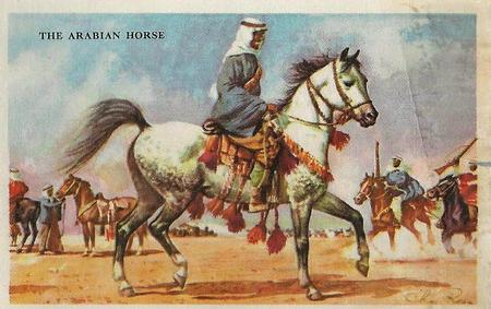 1948 Gordon's Bread Horses (D39-5) #NNO The Arabian Horse Front