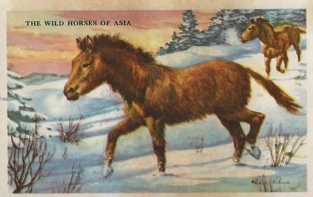 1948 Gordon's Bread Horses (D39-5) #NNO The Wild Horses of Asia Front