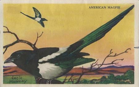 1950 Gordon's Bread Bird Pictures (D39-11) #NNO American Magpie Front