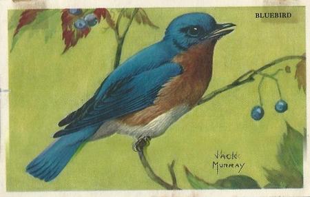 1950 Gordon's Bread Bird Pictures (D39-11) #NNO Bluebird Front