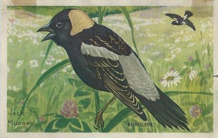1950 Gordon's Bread Bird Pictures (D39-11) #NNO Bobolink Front