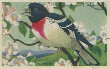 1950 Gordon's Bread Bird Pictures (D39-11) #NNO Rose-breasted Grosbeak Front