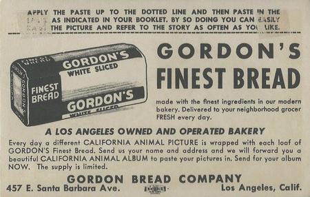 1946 Gordon's Bread California Animals (D39-12) #NNO Bobcat Back