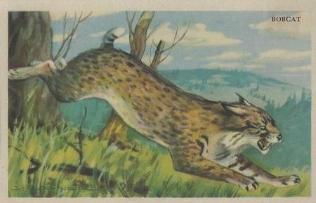 1946 Gordon's Bread California Animals (D39-12) #NNO Bobcat Front