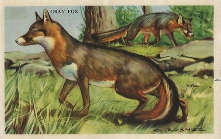 1946 Gordon's Bread California Animals (D39-12) #NNO Gray Fox Front