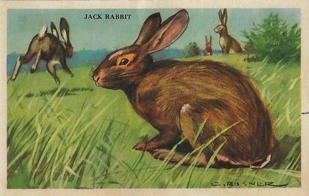 1946 Gordon's Bread California Animals (D39-12) #NNO Jack Rabbit Front