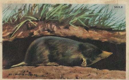 1946 Gordon's Bread California Animals (D39-12) #NNO Mole Front