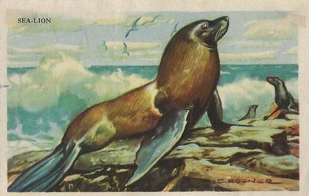 1946 Gordon's Bread California Animals (D39-12) #NNO Sea-Lion Front