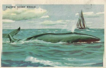 1946 Gordon's Bread California Animals (D39-12) #NNO Pacific Right Whale Front