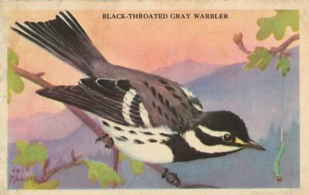 1946 Gordon's Bread California Birds - Bread Back (D39-2b) #NNO Black-throated Gray Warbler Front
