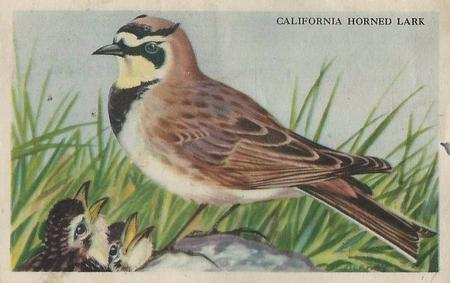 1946 Gordon's Bread California Birds - Bread Back (D39-2b) #NNO California Horned Lark Front