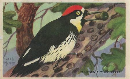 1946 Gordon's Bread California Birds - Bread Back (D39-2b) #NNO California Woodpecker Front